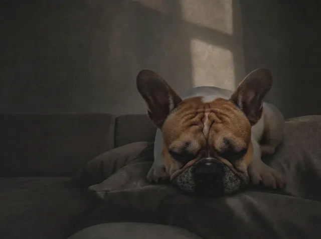 Pet Relaxation music