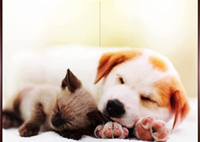 Pet Care Club: Pet Anxiety Music, Calming Music for Cats and Sleeping Cats Music